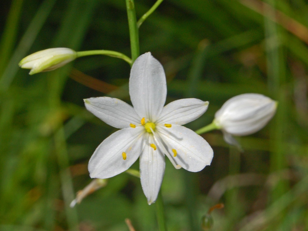 Anthericum ramosum / Lilioasfodelo minore